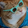 3dpuss